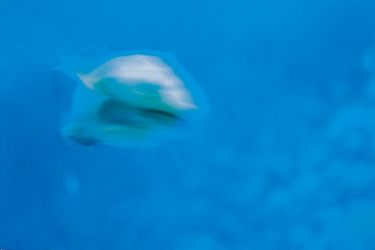ÃæÂ¼¥Ï¥ë¥³¼Ì¿¿Å¸¡Ö³¤¤«¤é¤Î£¤êʪ/The Gift from the Sea¡×
